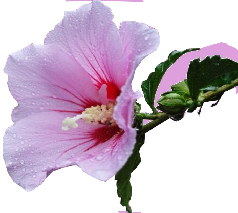 Flower Rose of Sharon